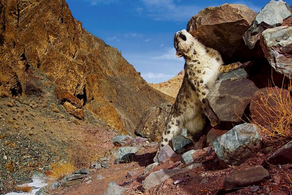 Snow leopard at the rocks