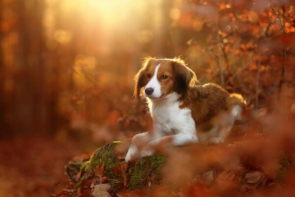 Chiot sur une pierre parmi les feuilles jaunes