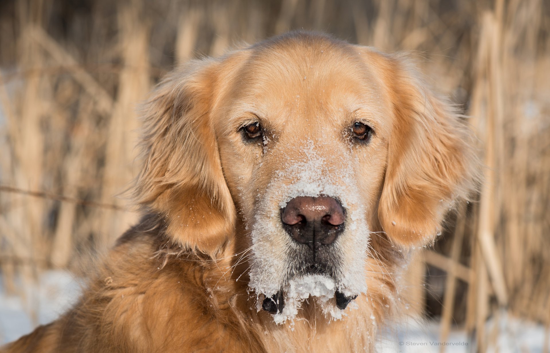 golden retriever golden retriever perro hocico vista nieve