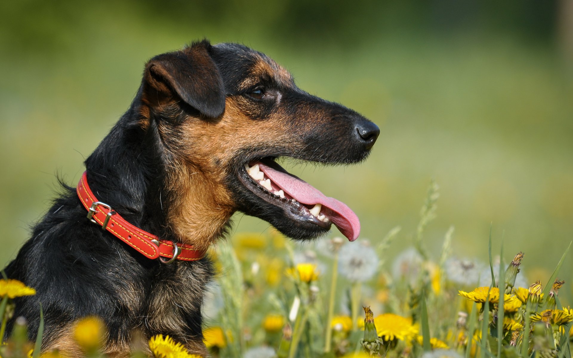 jagd terrier cane estate