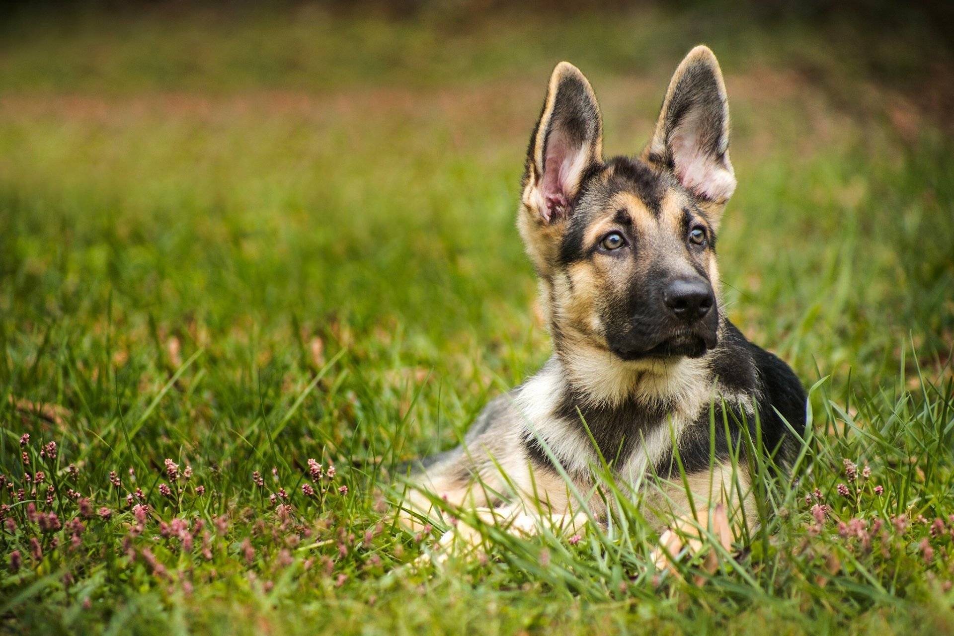 cane da pastore cane cucciolo orecchie