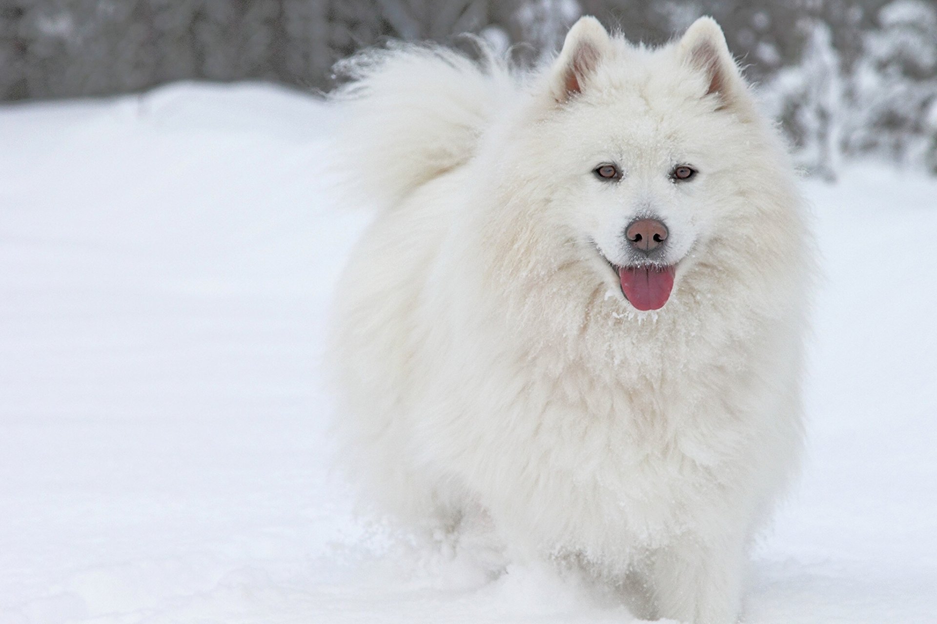 cane samoiedo lingua neve inverno