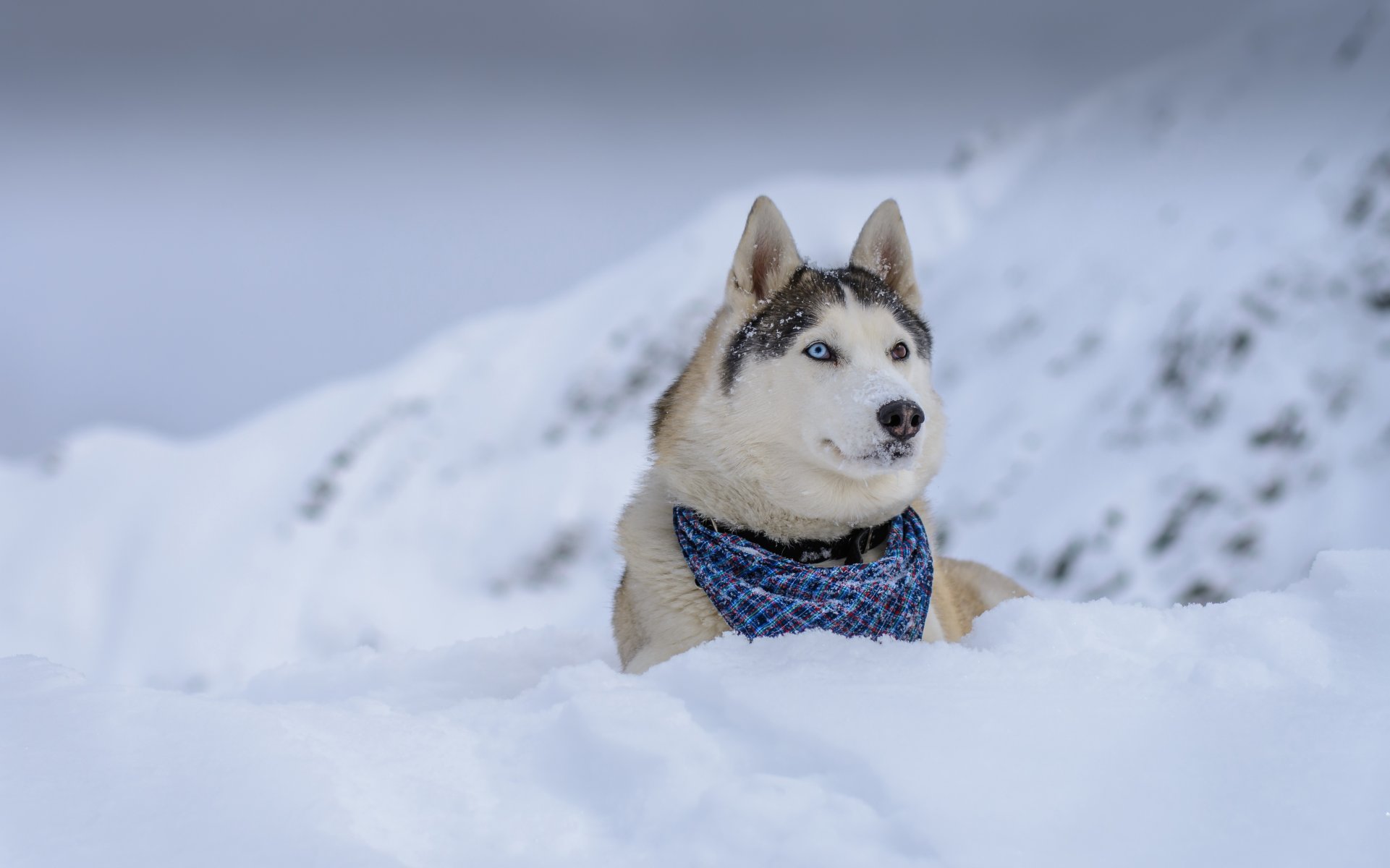 hund blick freund