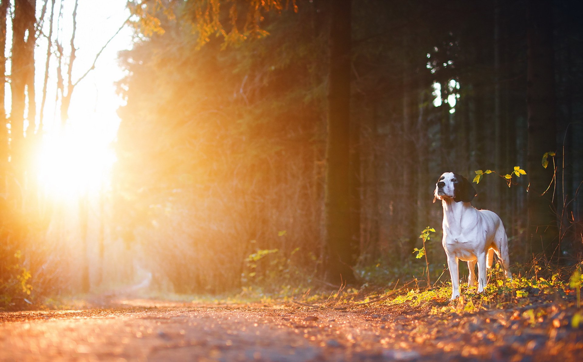 hund blick freund morgen