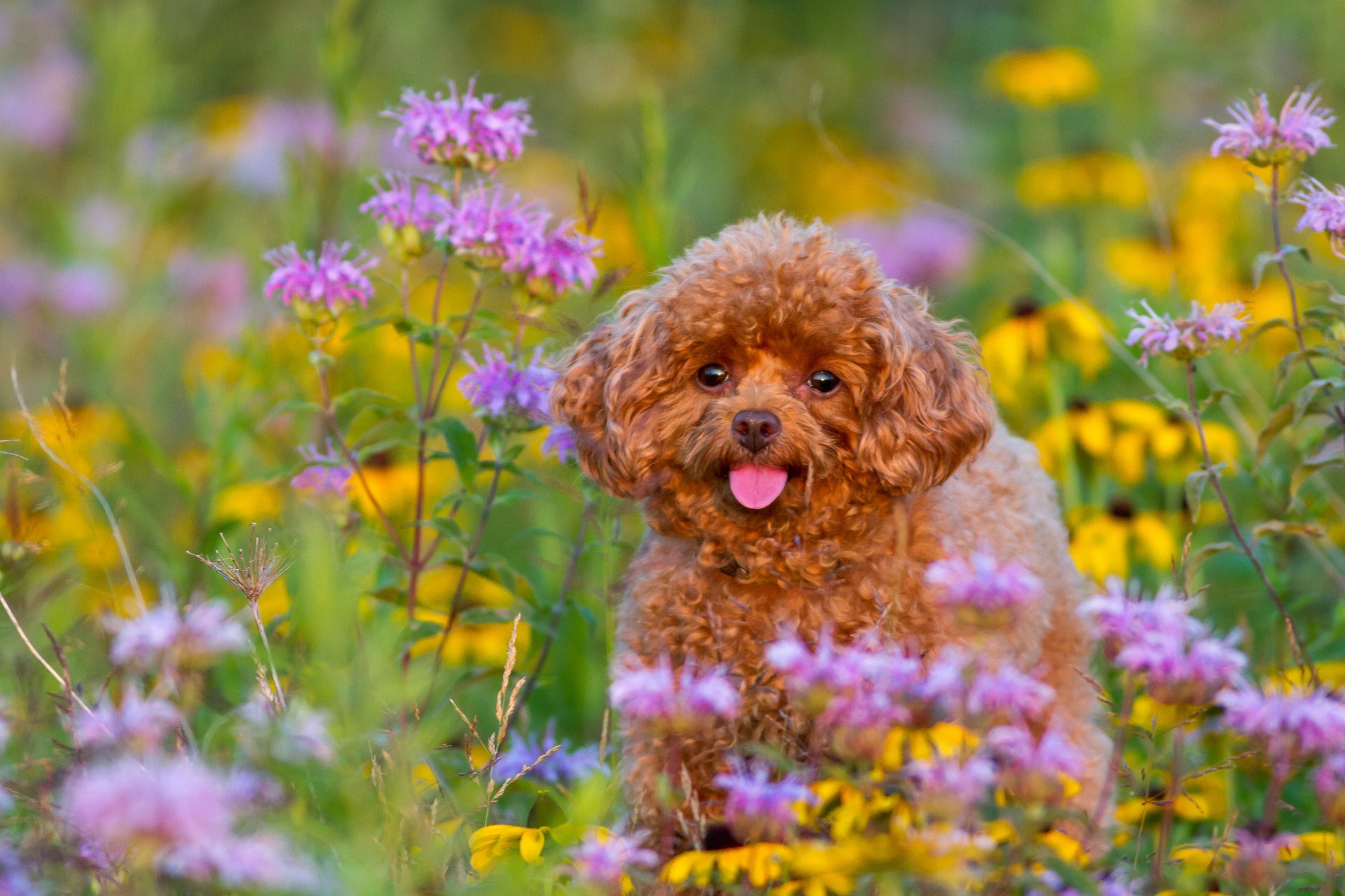 pudel hund welpe blumen