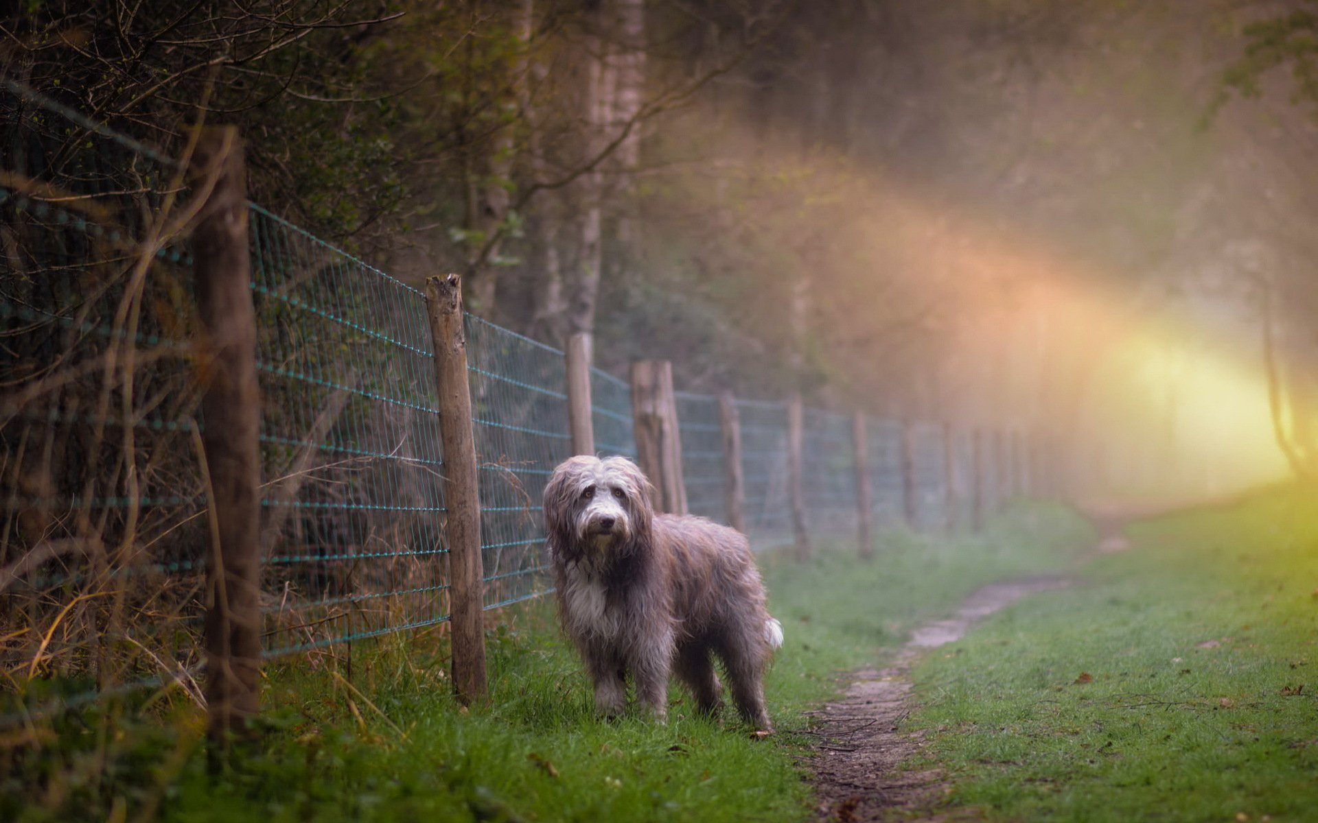 perro mañana niebla