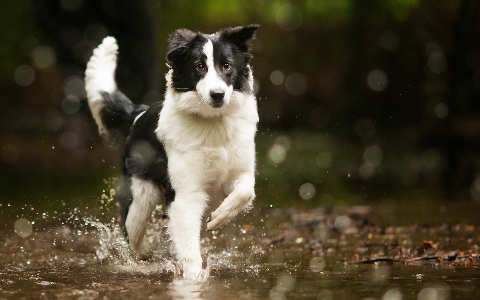 bordercollie hund wasser