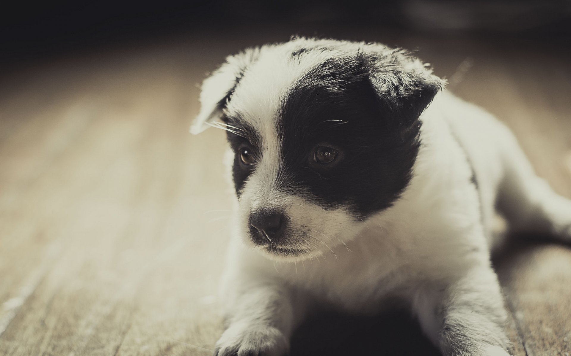 cane cucciolo amico museruola