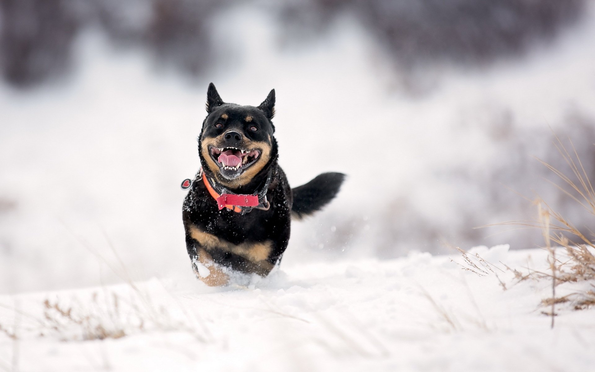 dog other winter snow