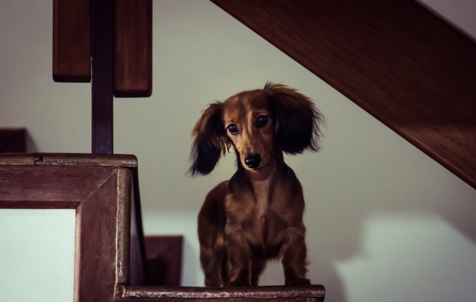 bassotto lungo in miniatura cane casa