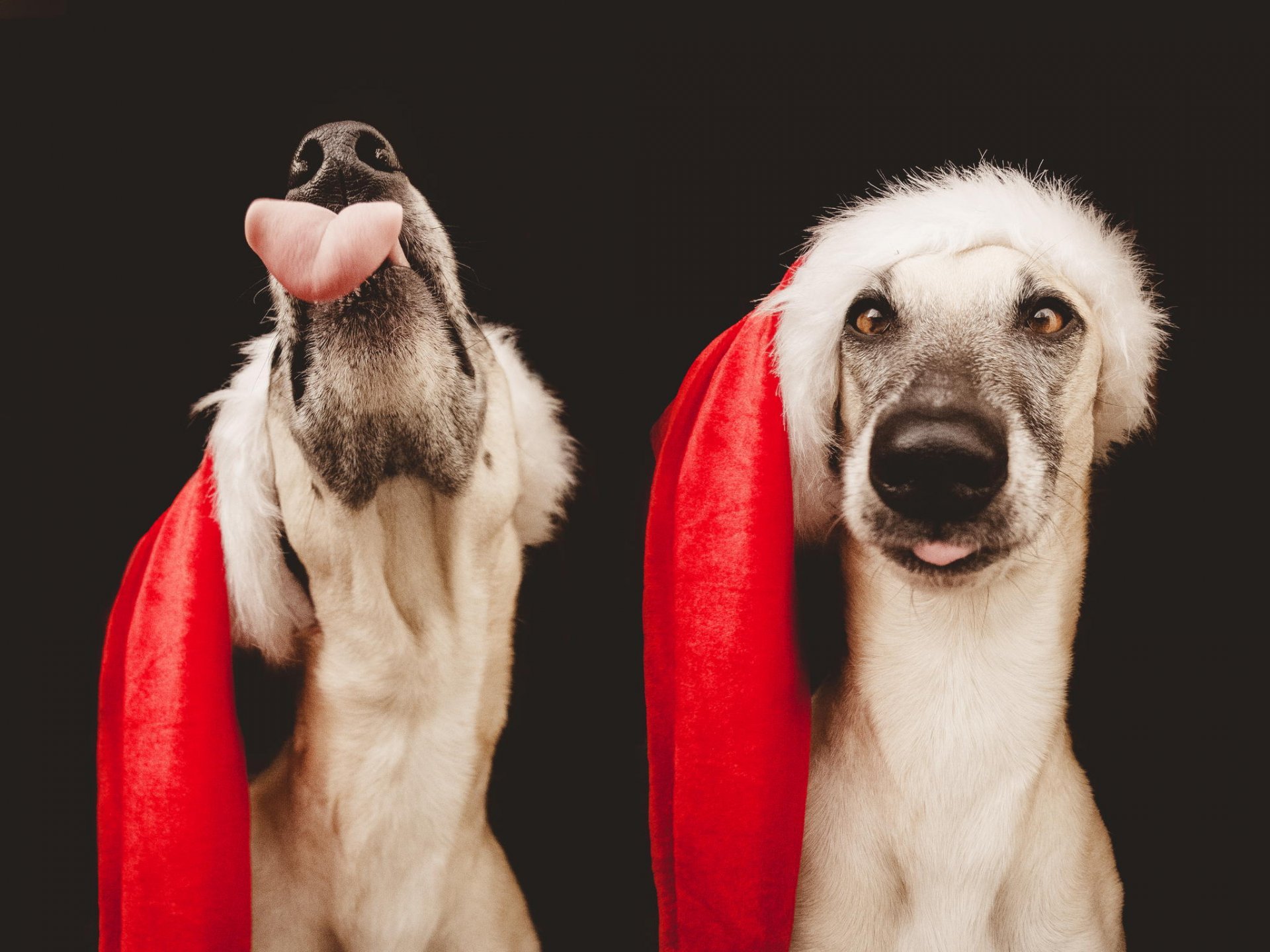 portrait animaux chien chapeau du père noël