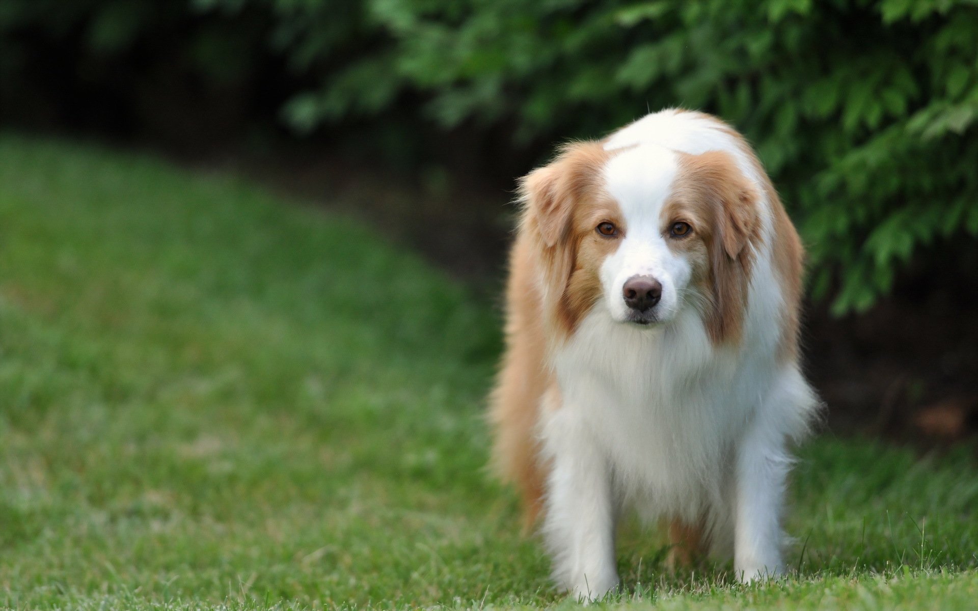 cane amico sguardo