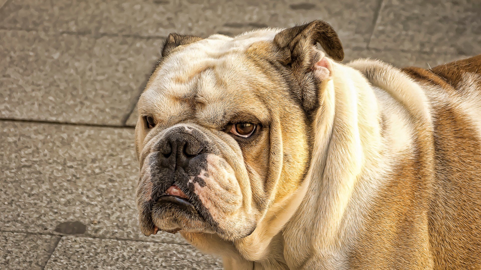 hund blick freund