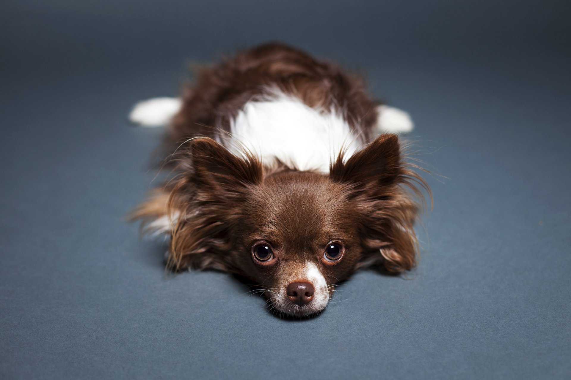 hund chihuahua blick liegt boden hintergrund