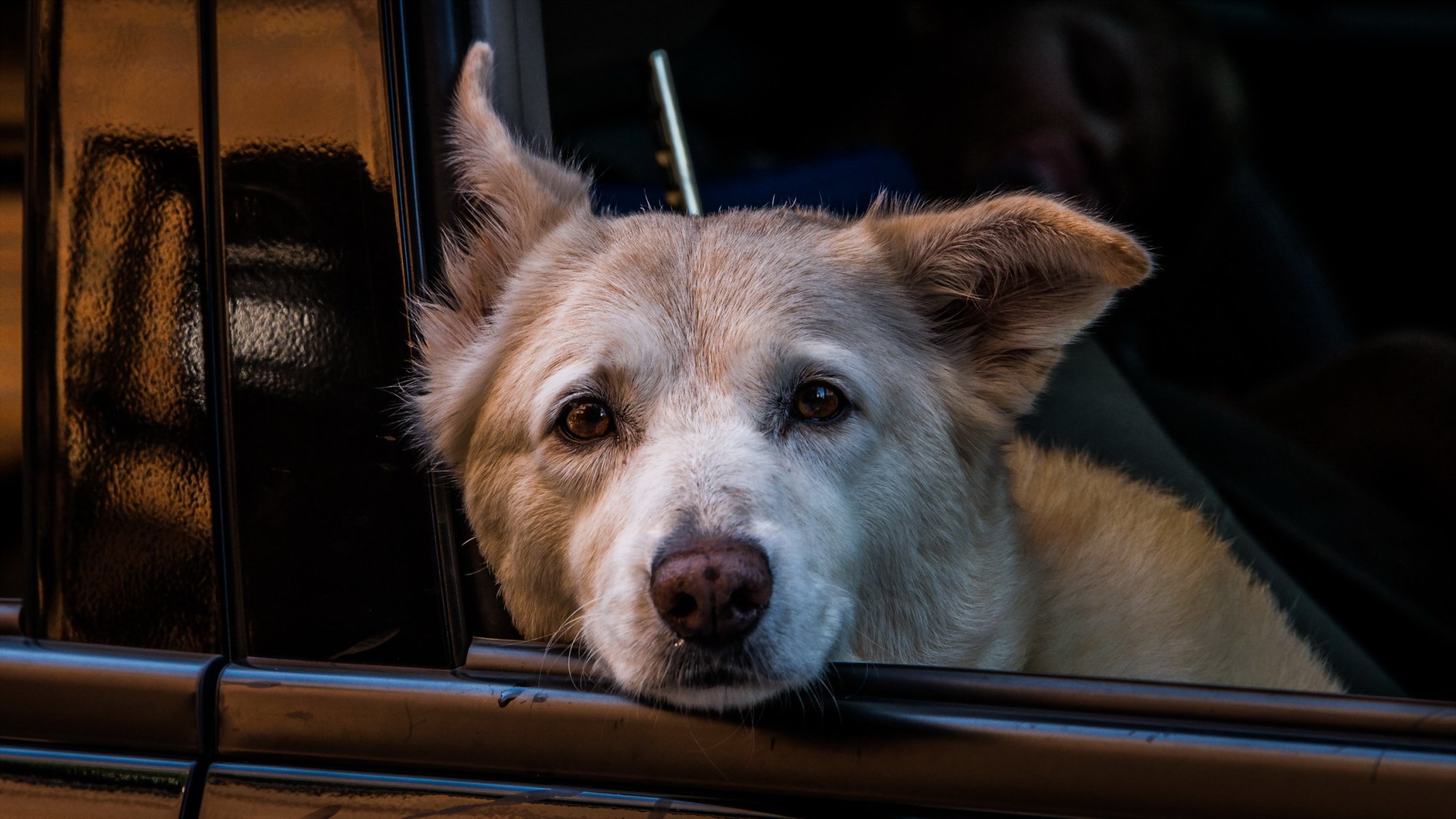 cane sguardo amico