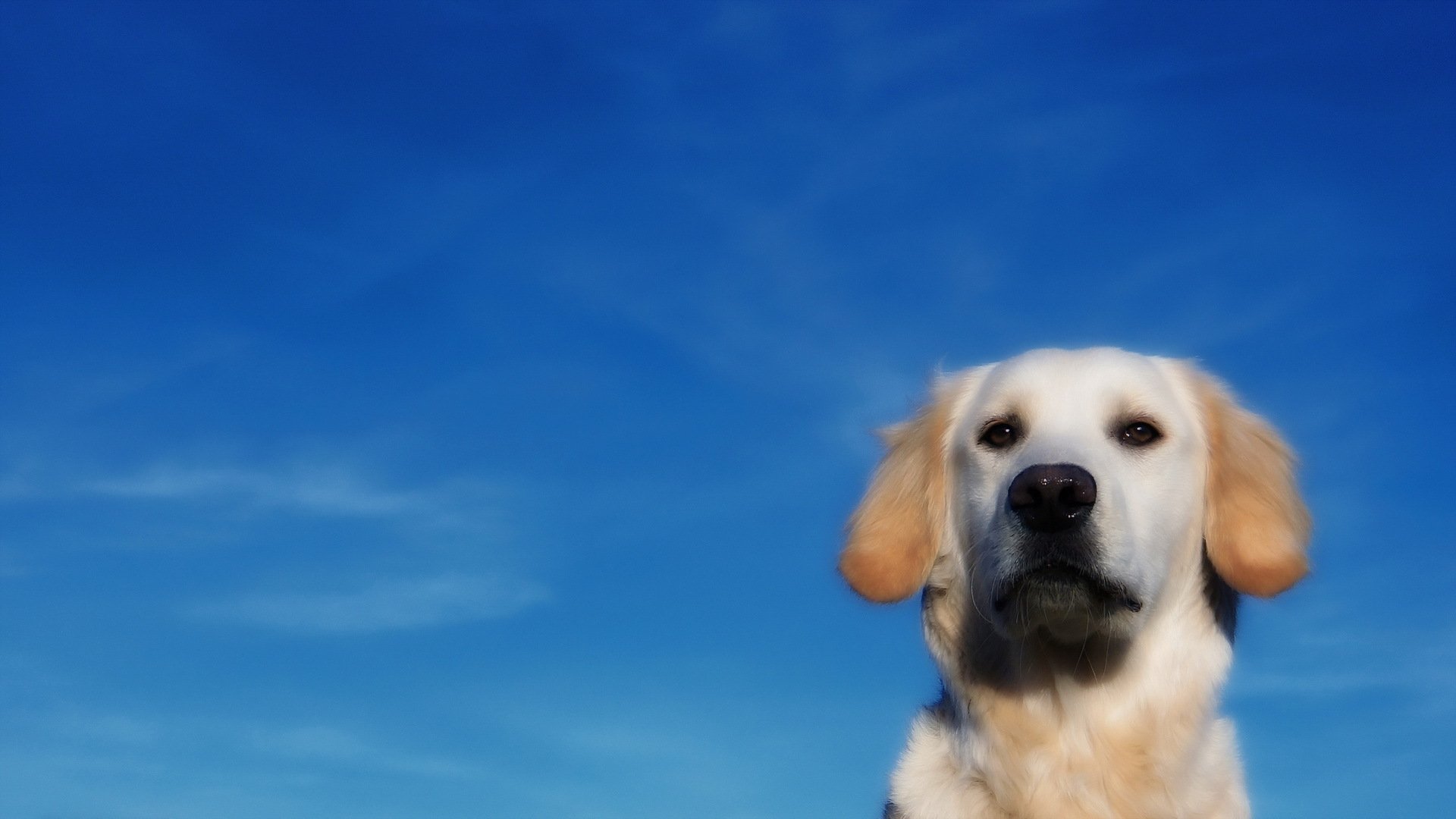 cane amico cielo