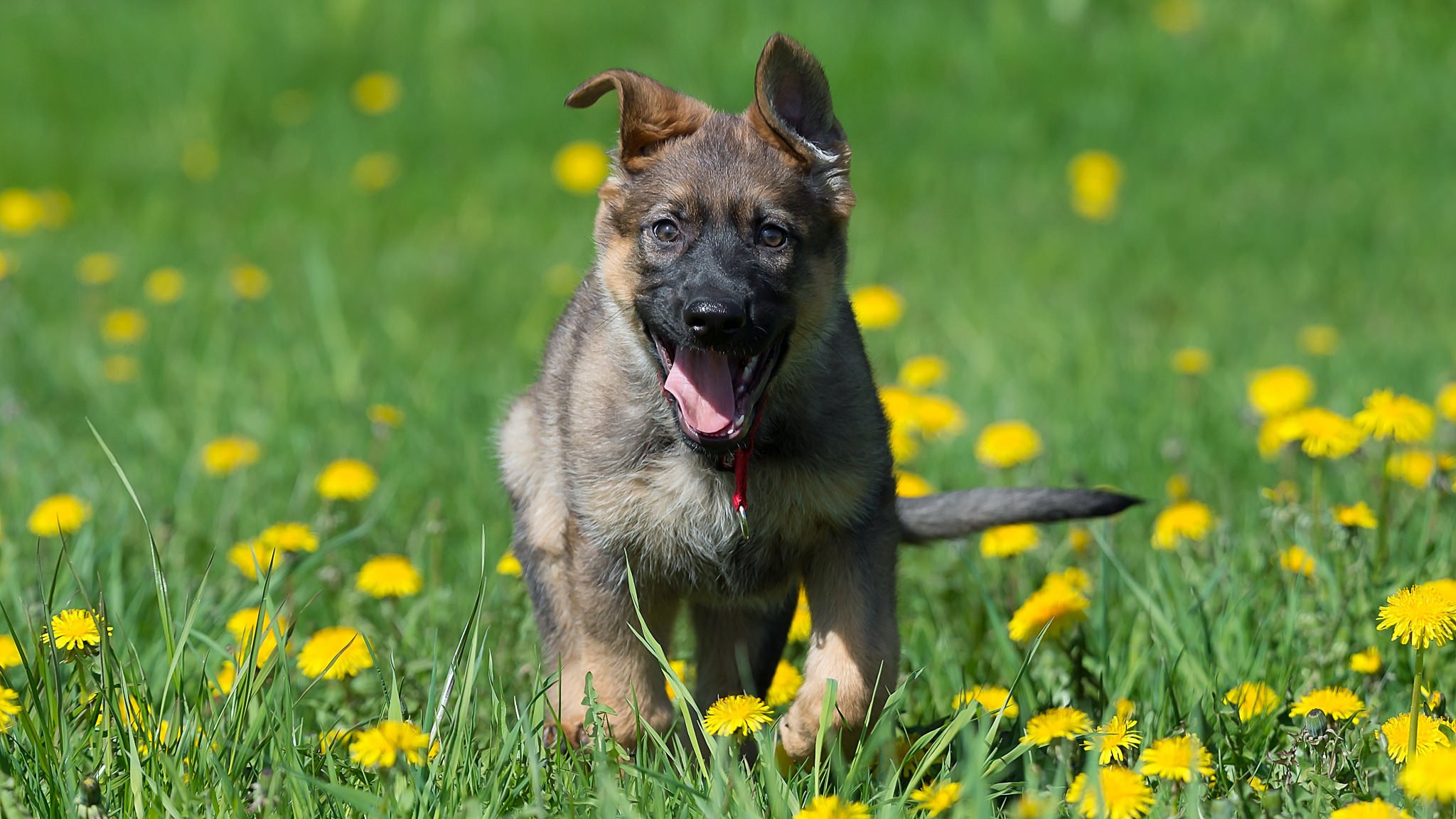 berger allemand chien chiot prairie fleurs pissenlits joie humeur