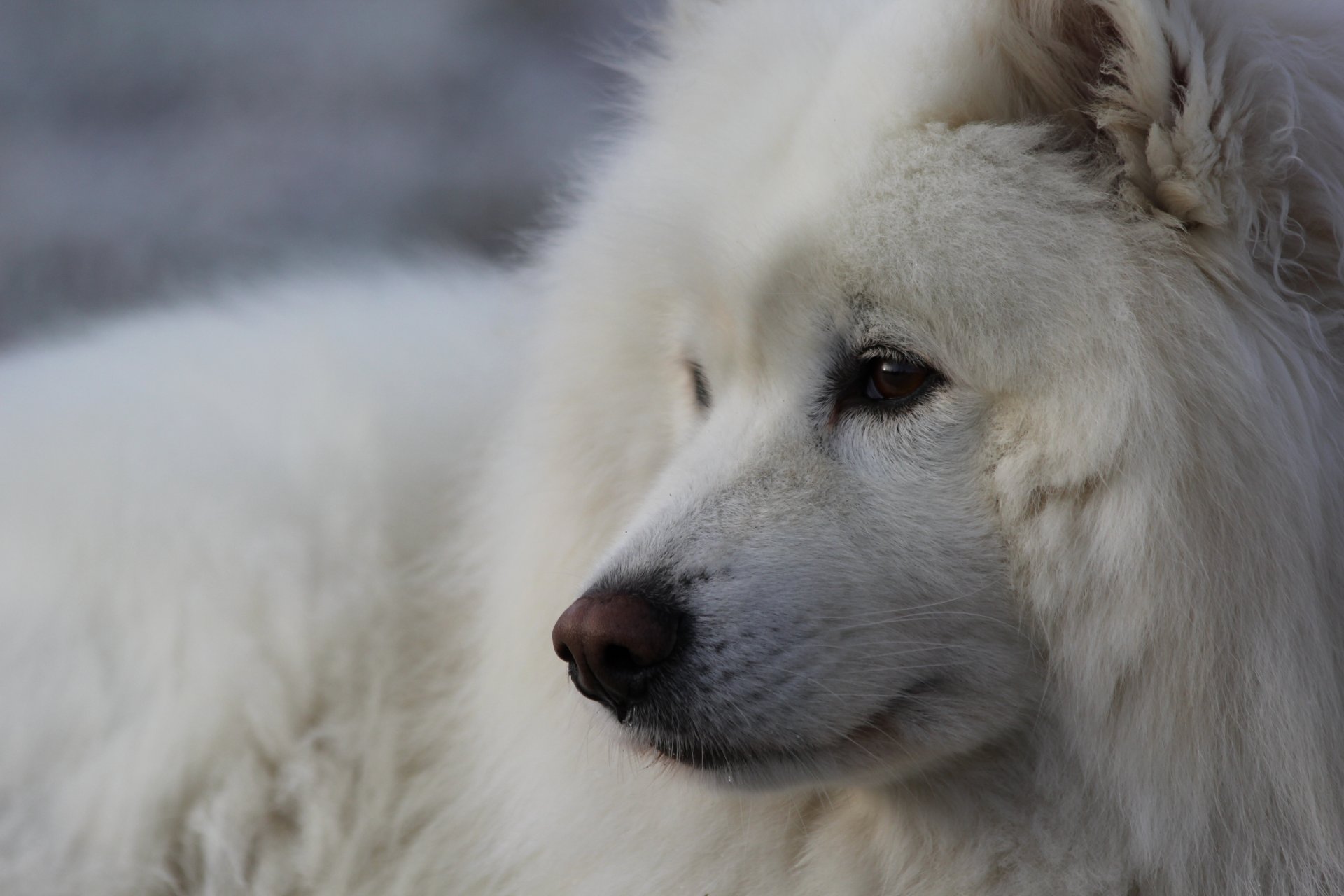 amoyed dog face