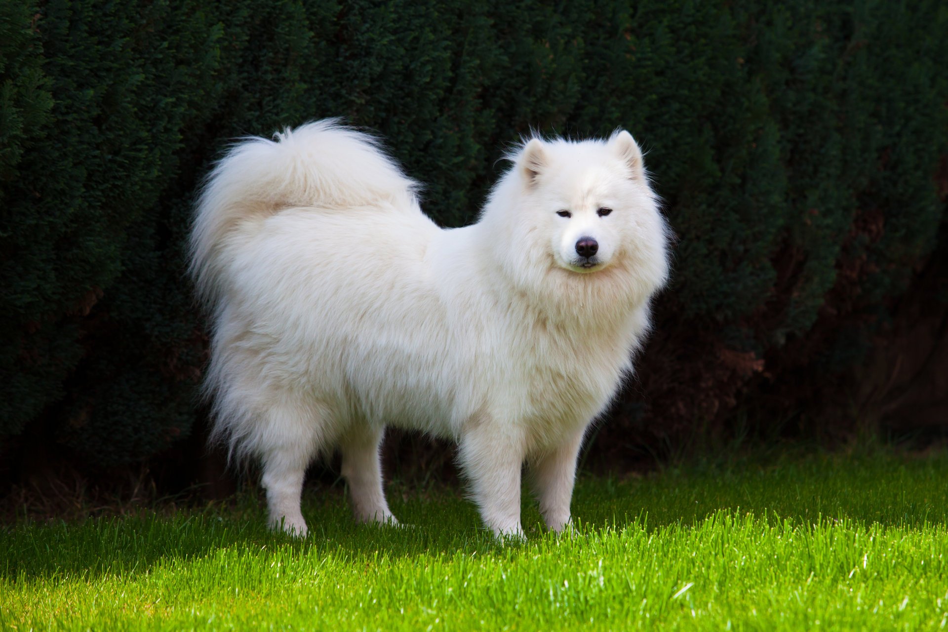 chien samoyède laika samoyède herbe