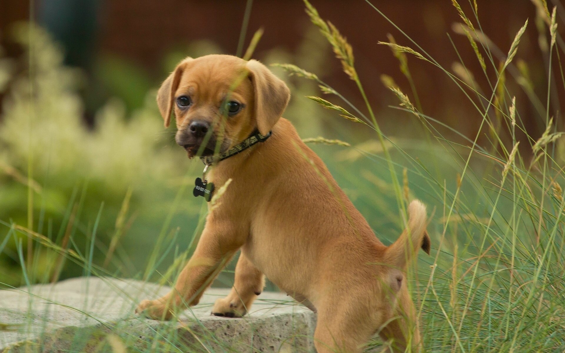 pagle perro cachorro mirada hierba