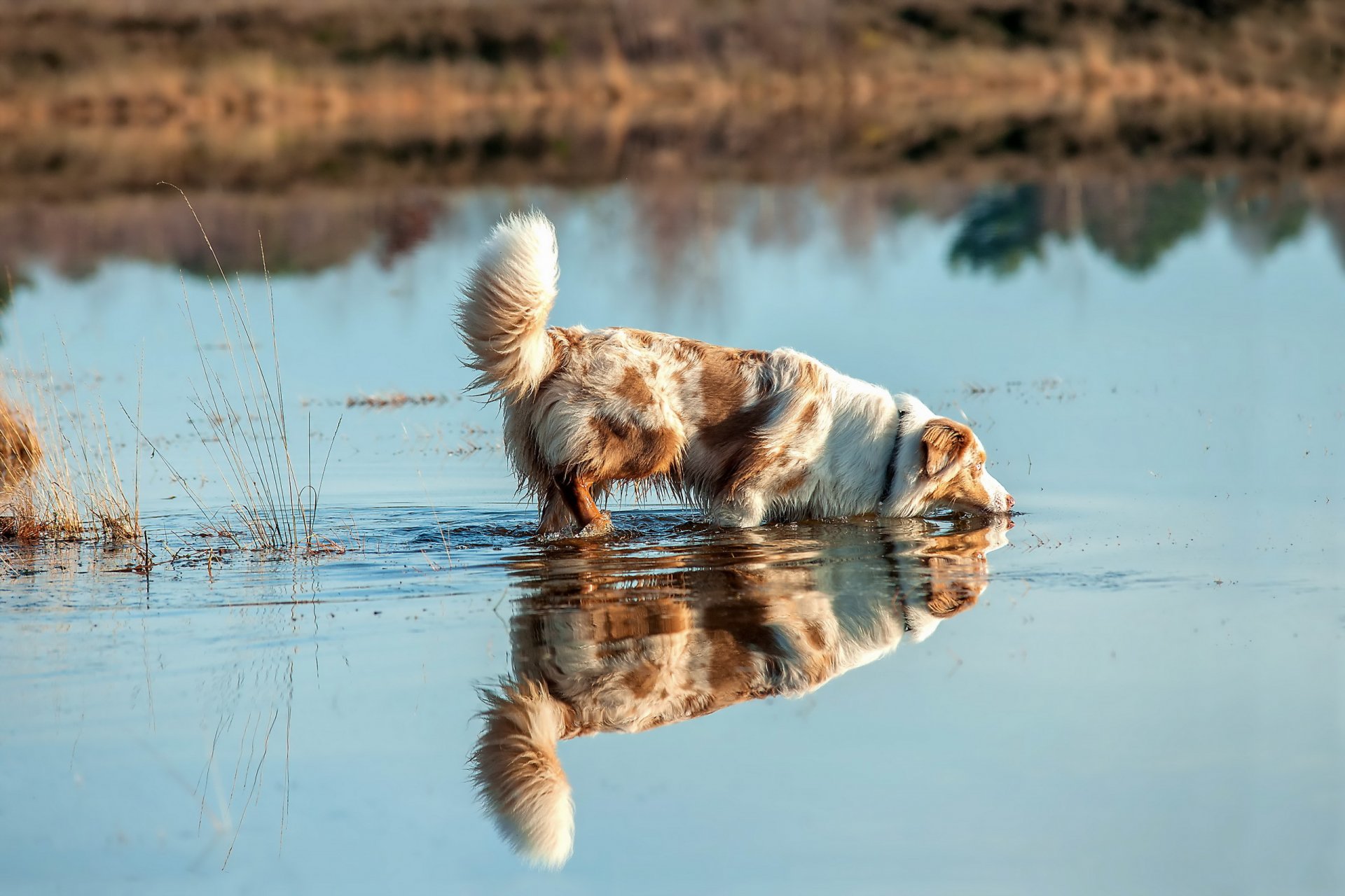 dog view other river