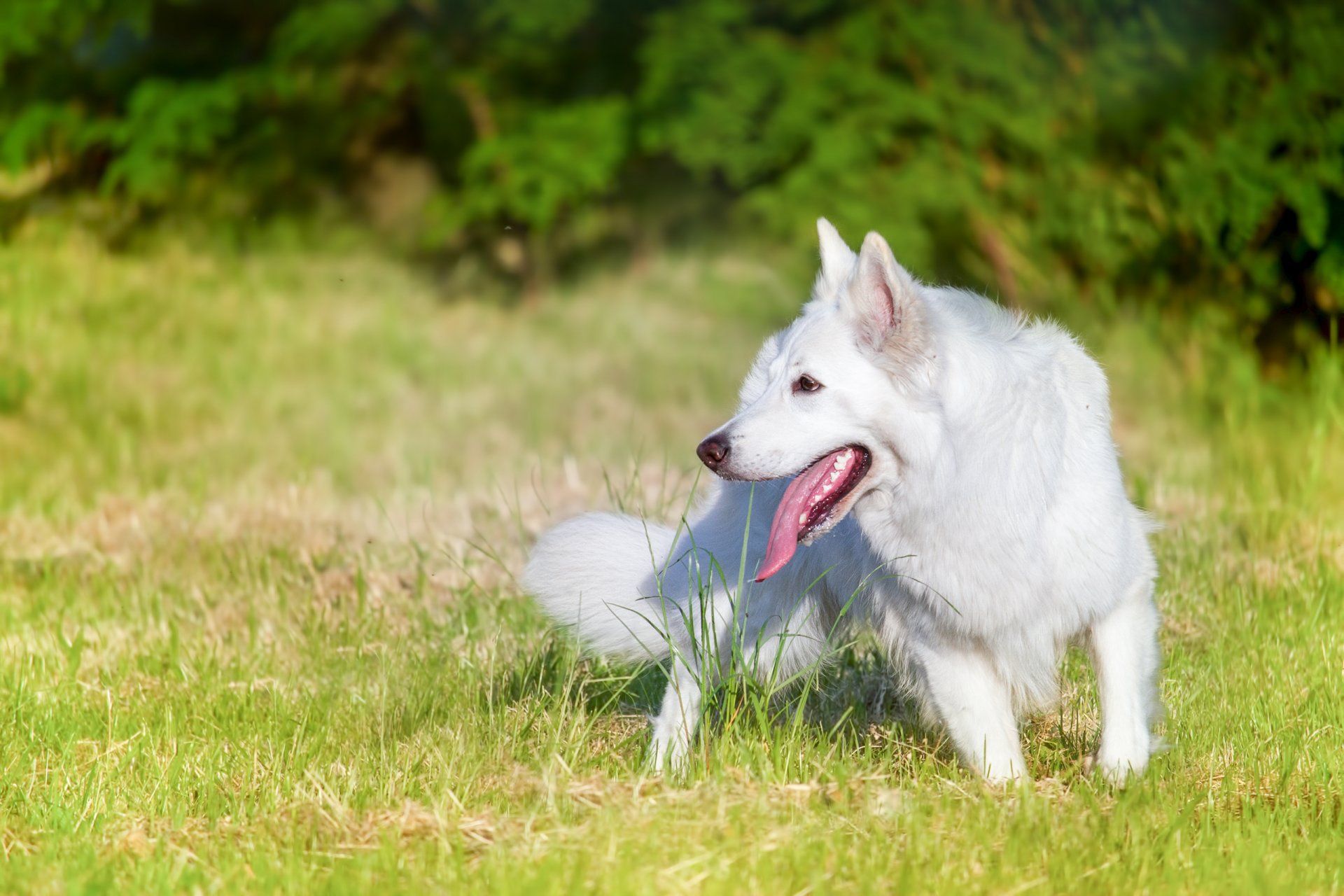 chien regard ami