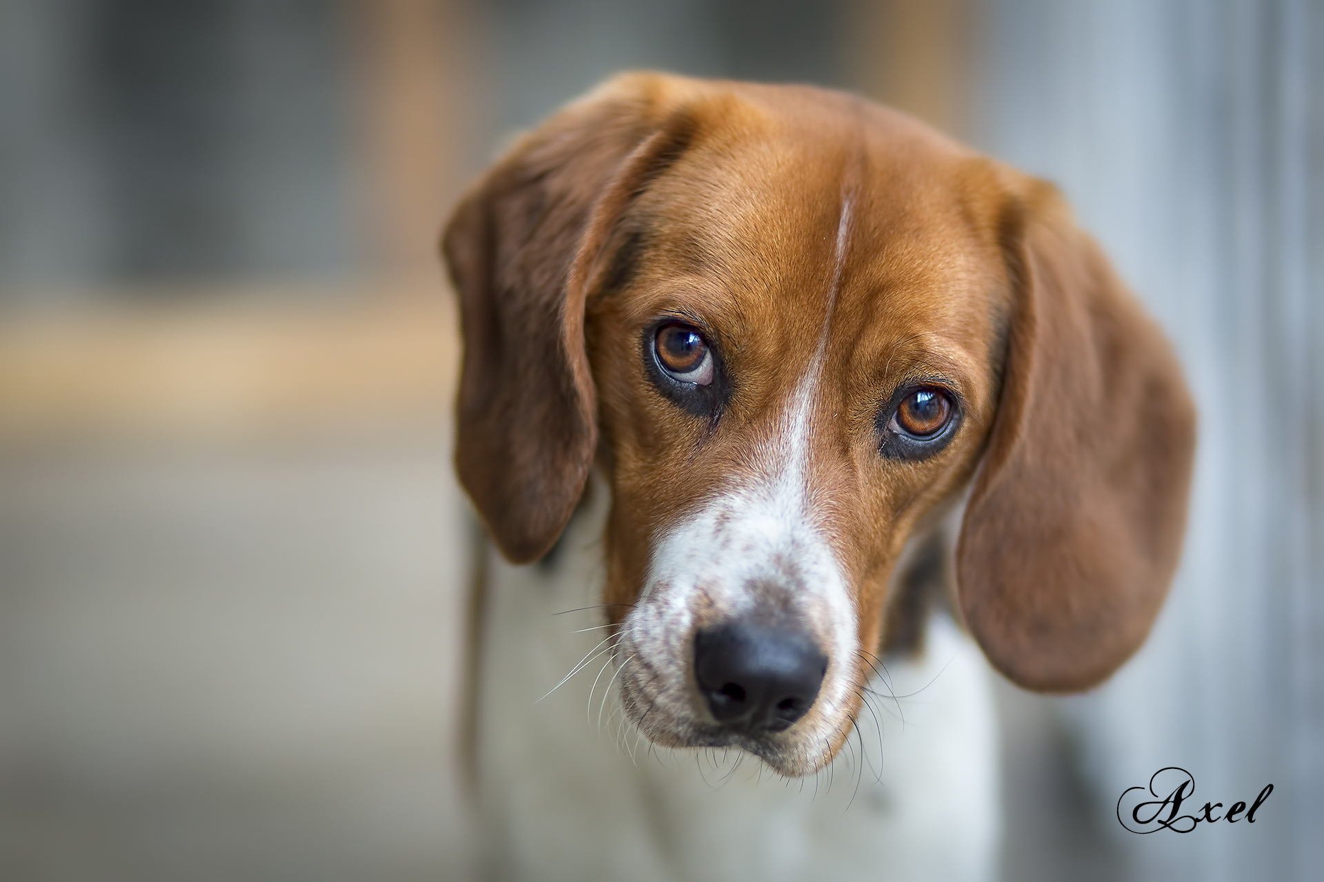 cane amico animali beagle sguardo