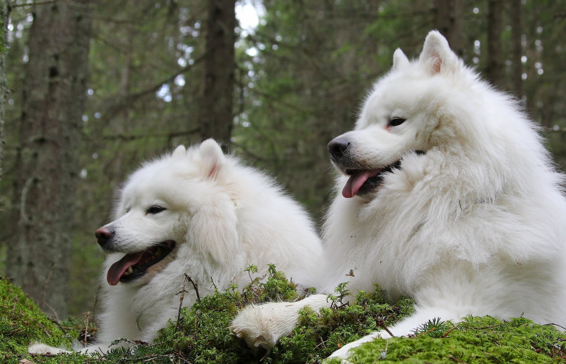 perro samoyedo samoyedo pareja amigos