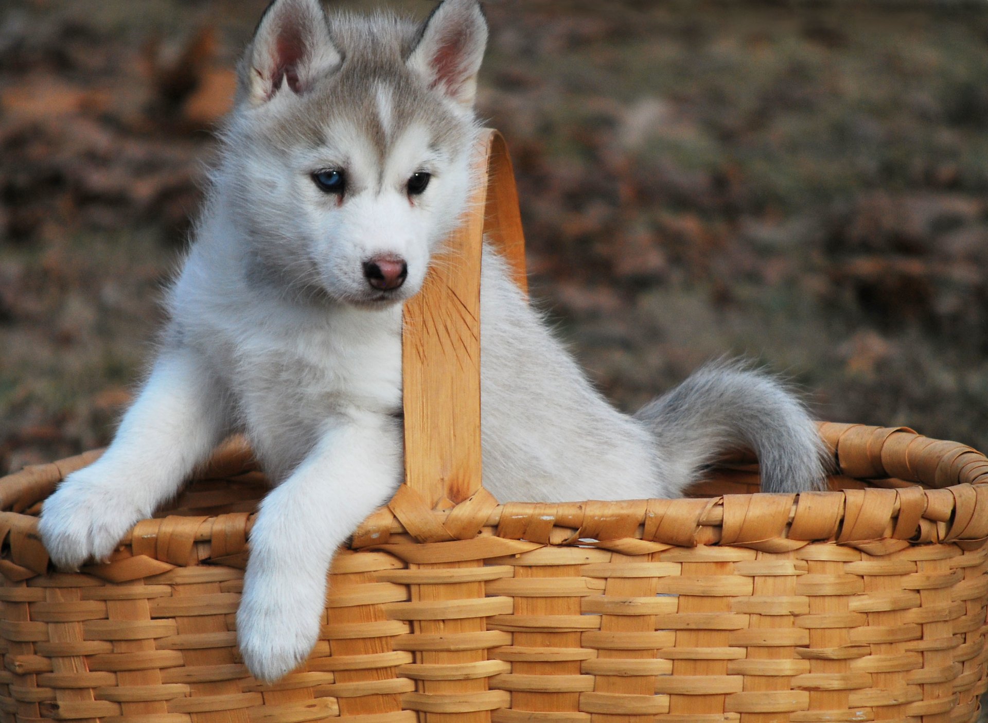 pies szczeniak husky kosz