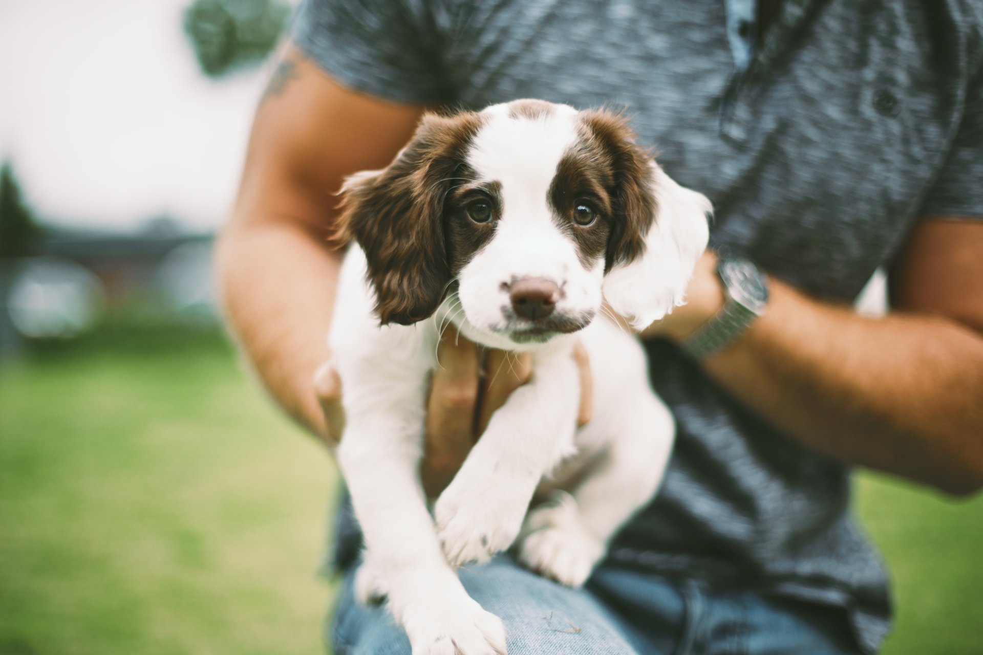 dog puppy wool eyes view watche