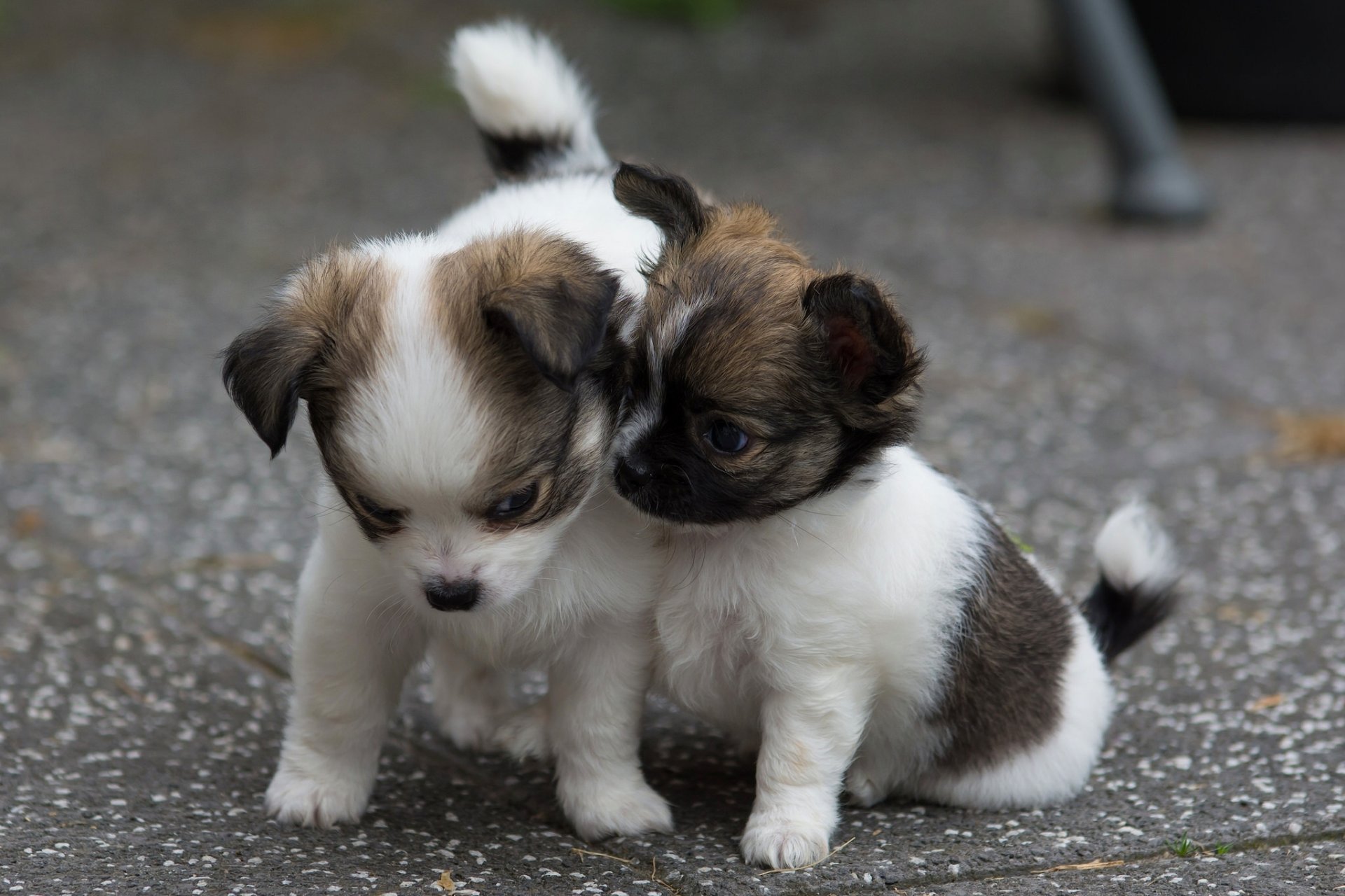 perros cachorros niños pequeños