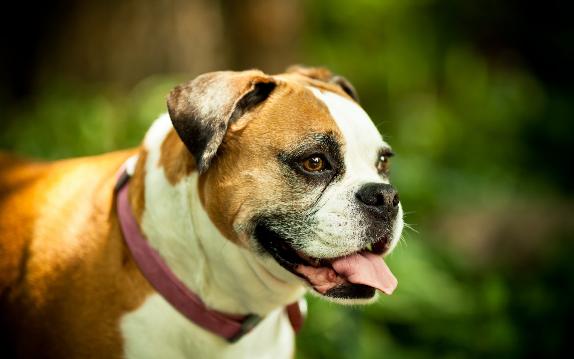 chien vue fond