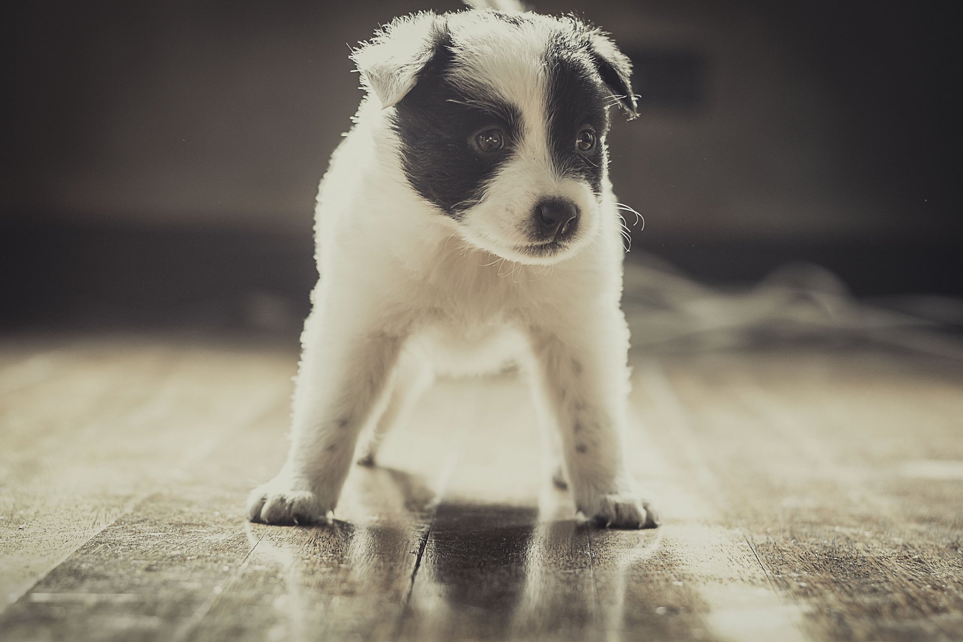 cane cucciolo amico stand