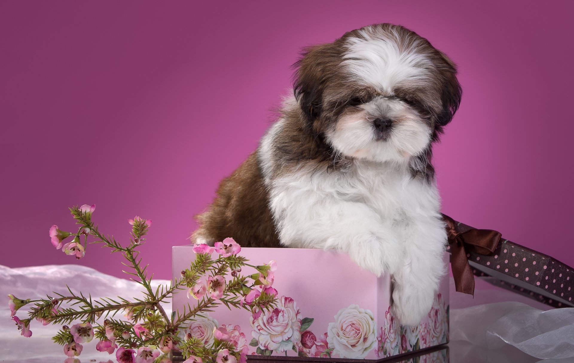 shih tzu cucciolo fiori scatola