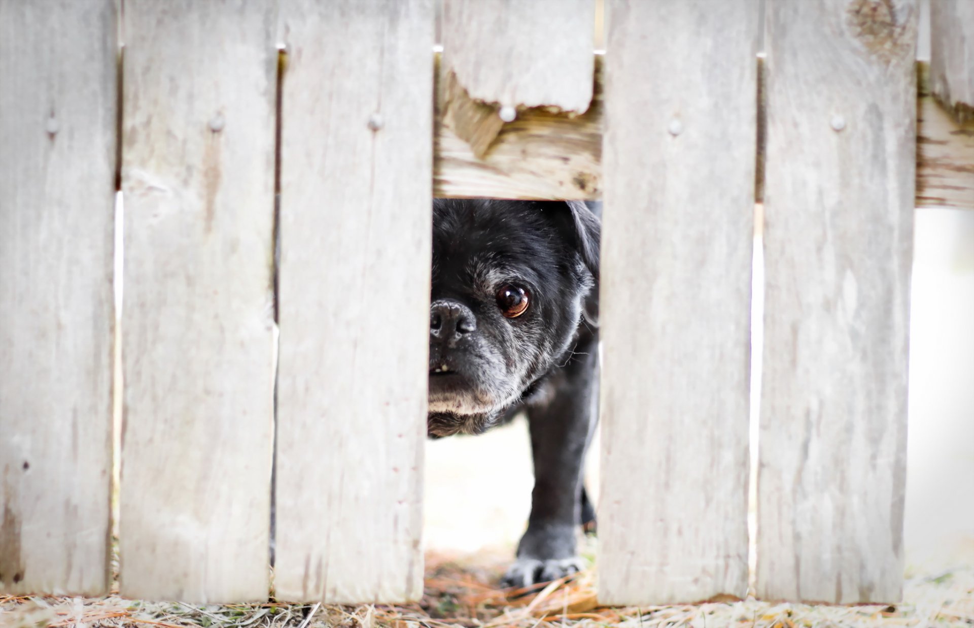 hund blick zaun