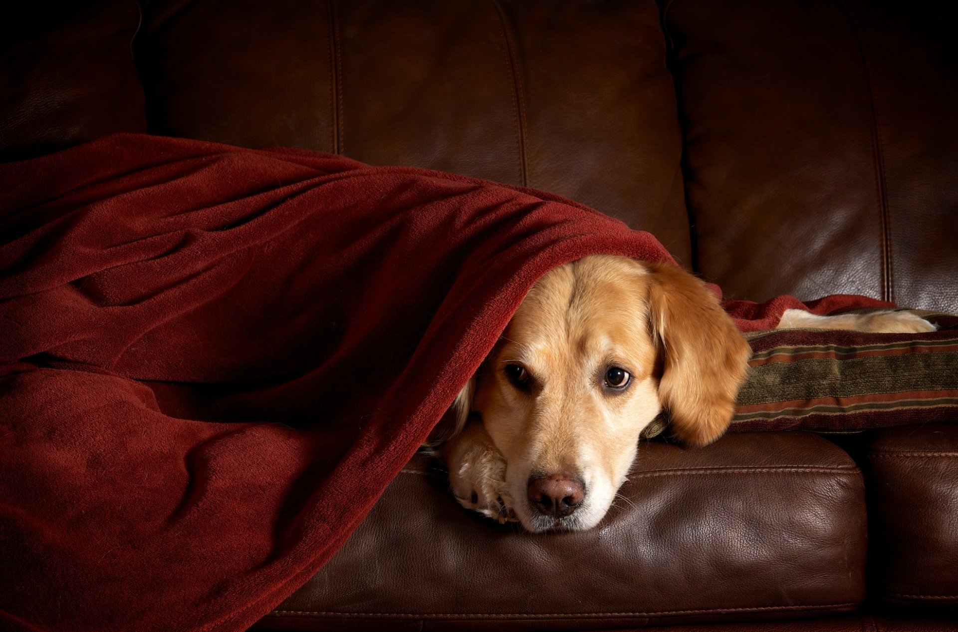 retriever sofa pled