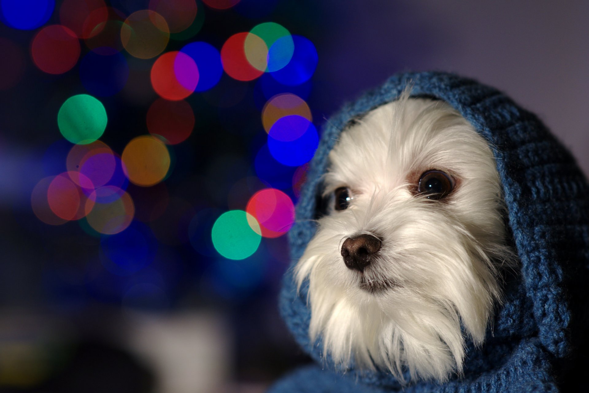 ami vue chien capuche