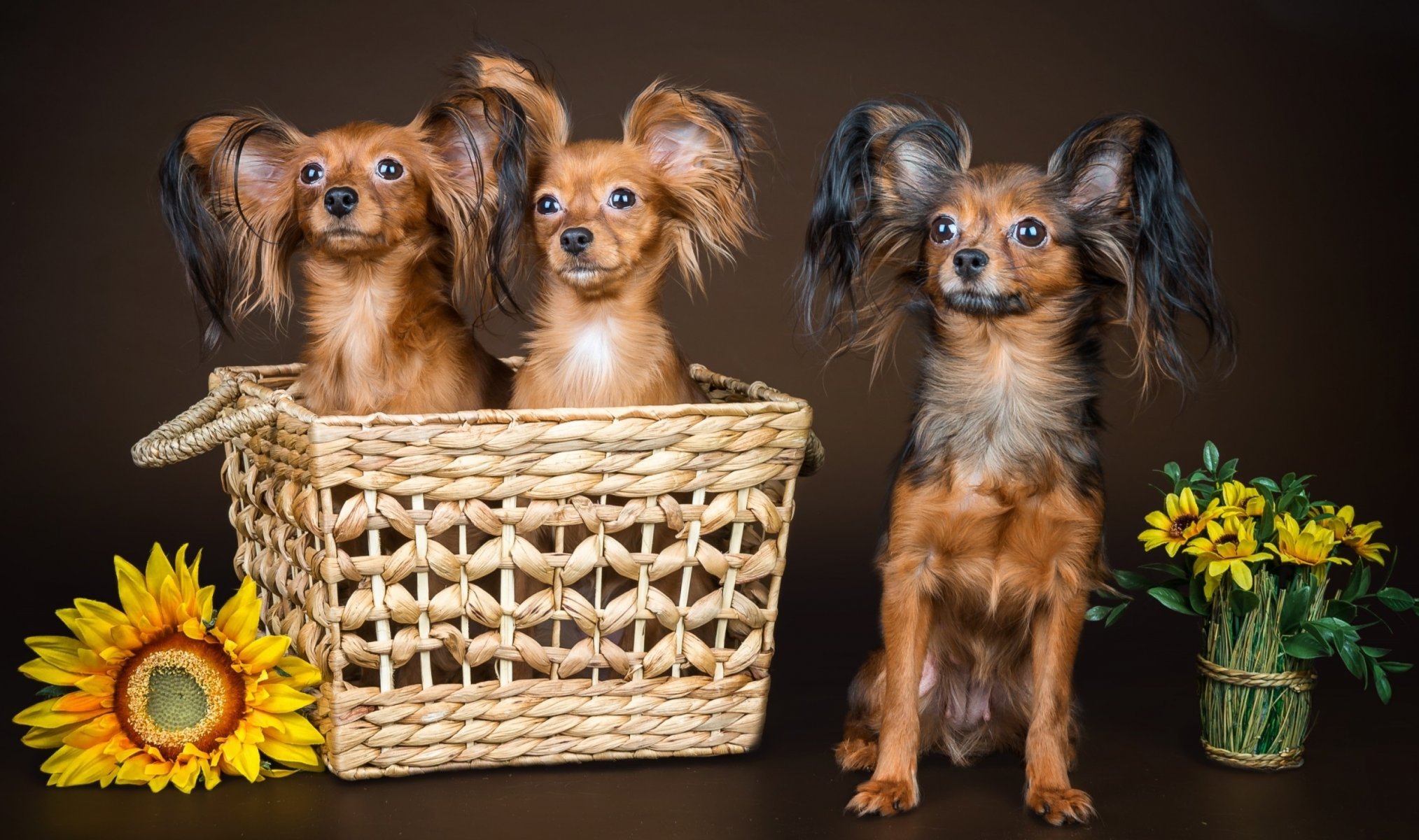 hunde trio zottelig