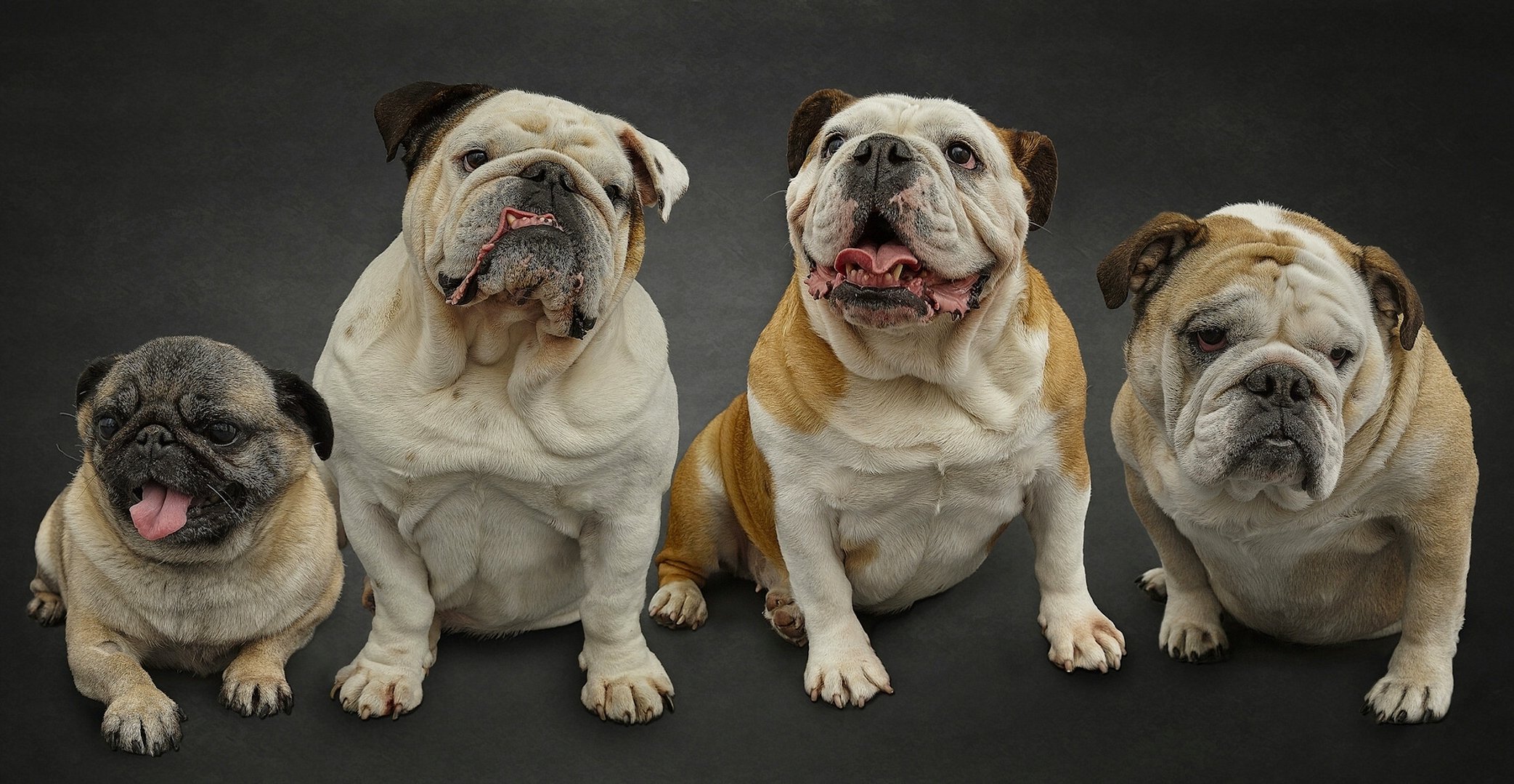 english bulldogs pug dogs quartet