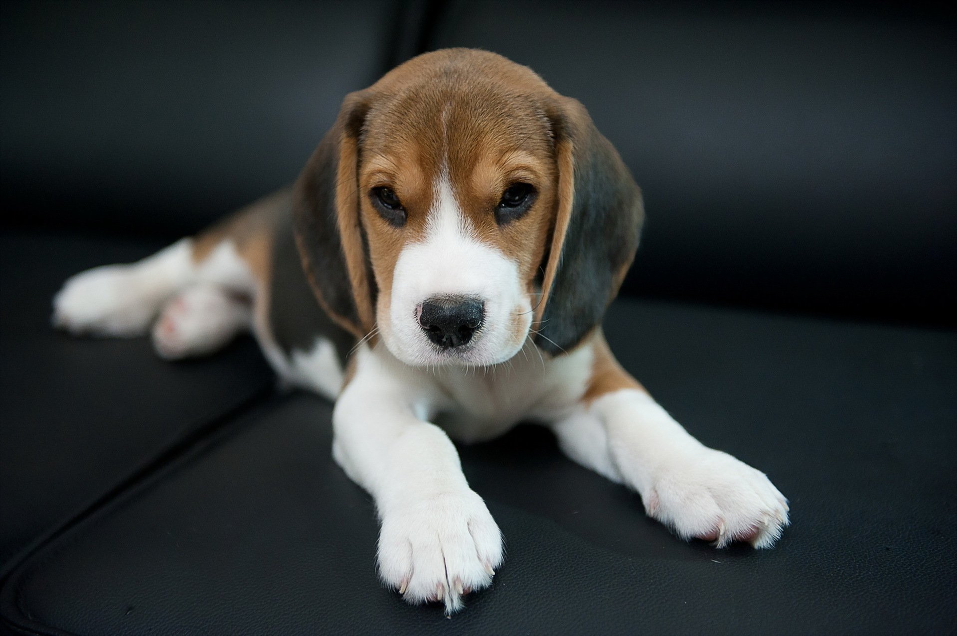 pies spojrzenie przyjaciel beagle