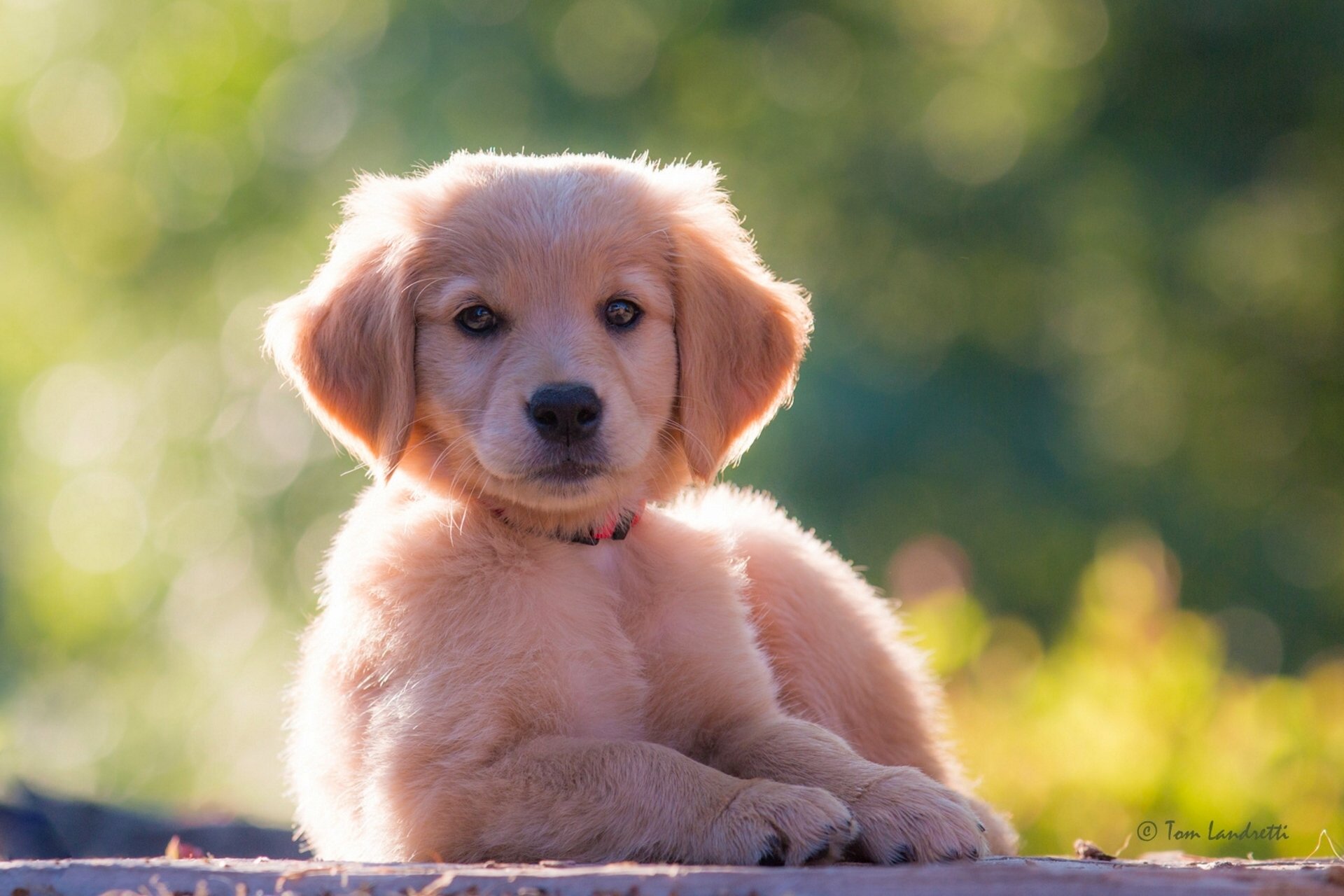 golden retriever golden retriever dog puppy look