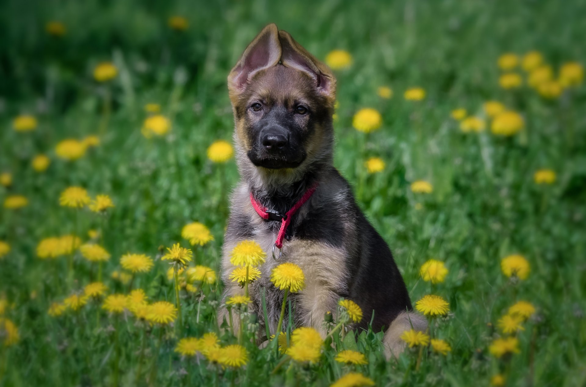 berger allemand chien chiot prairie fleurs pissenlits