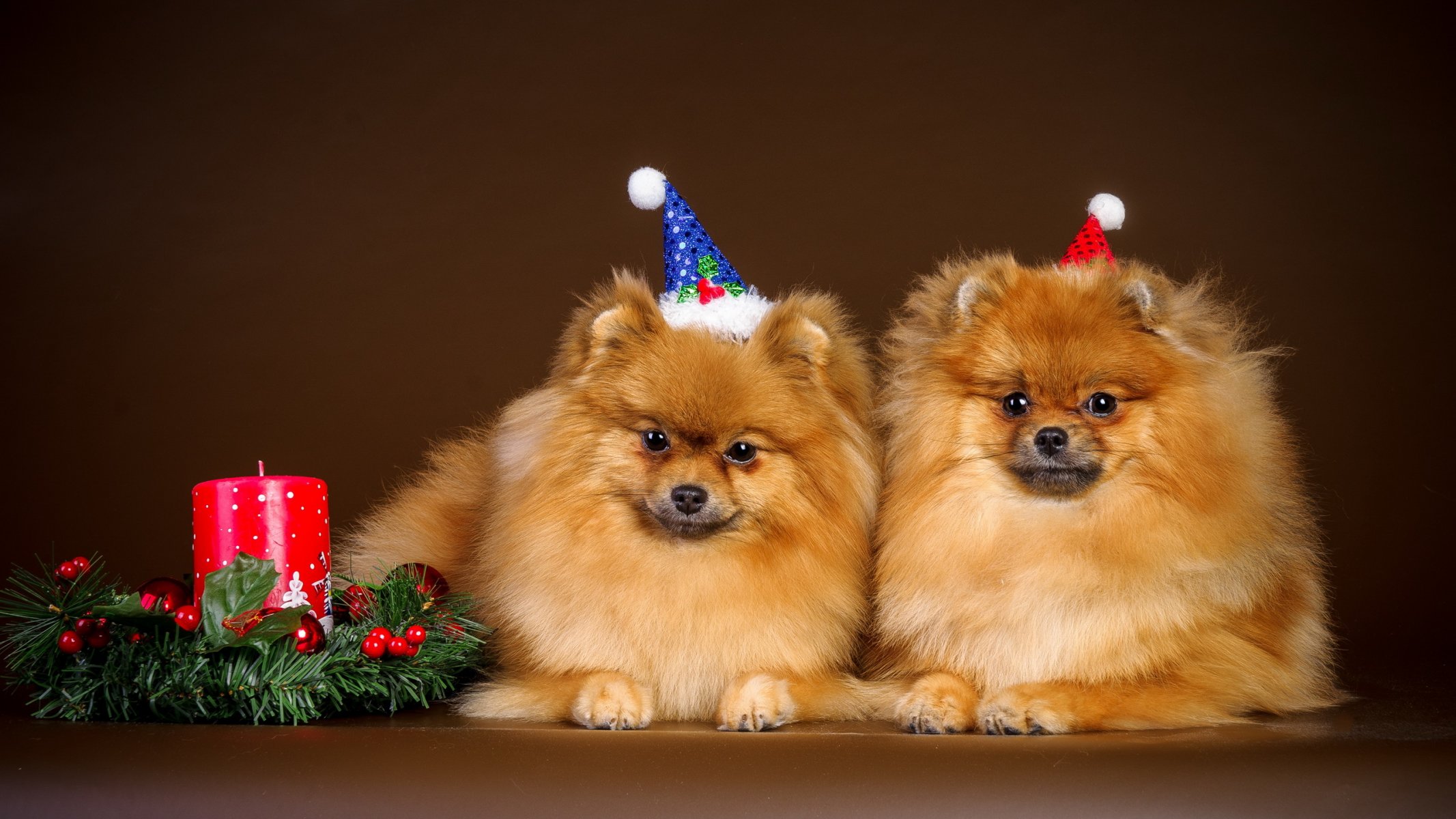 dogs holiday background