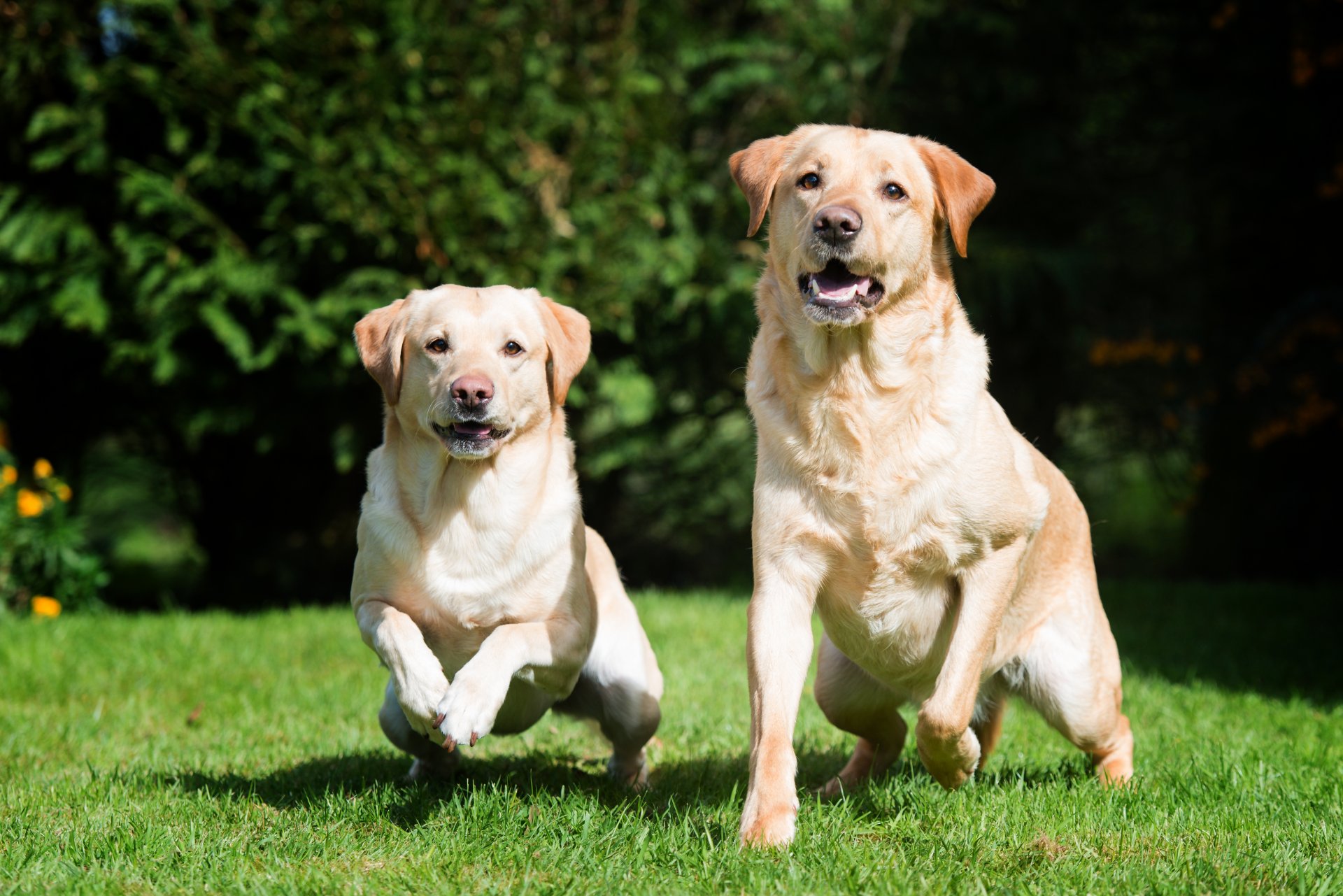 chien labrador herbe couple