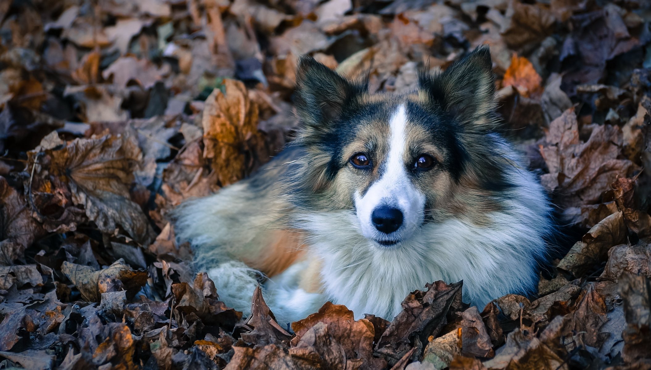 perro mirada amigo