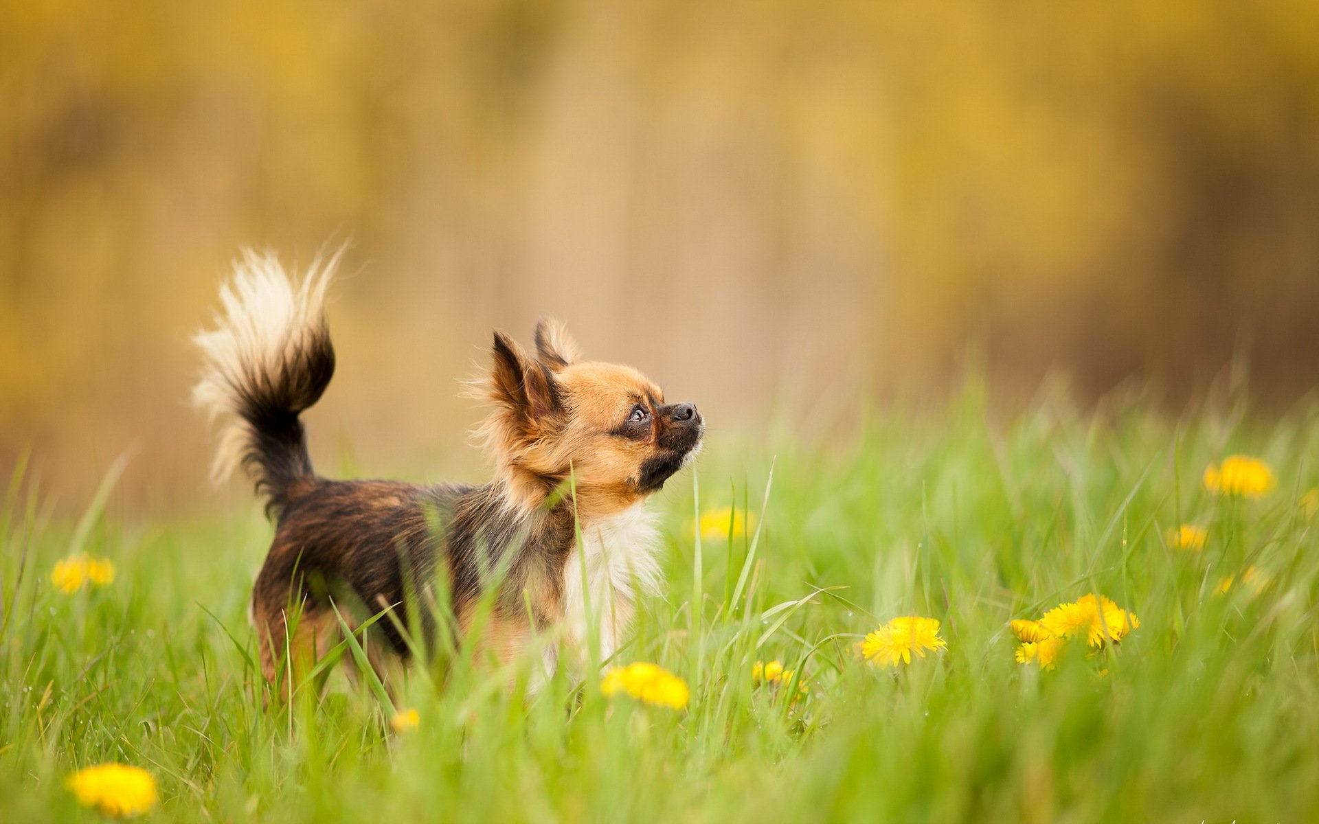 chien regard ami