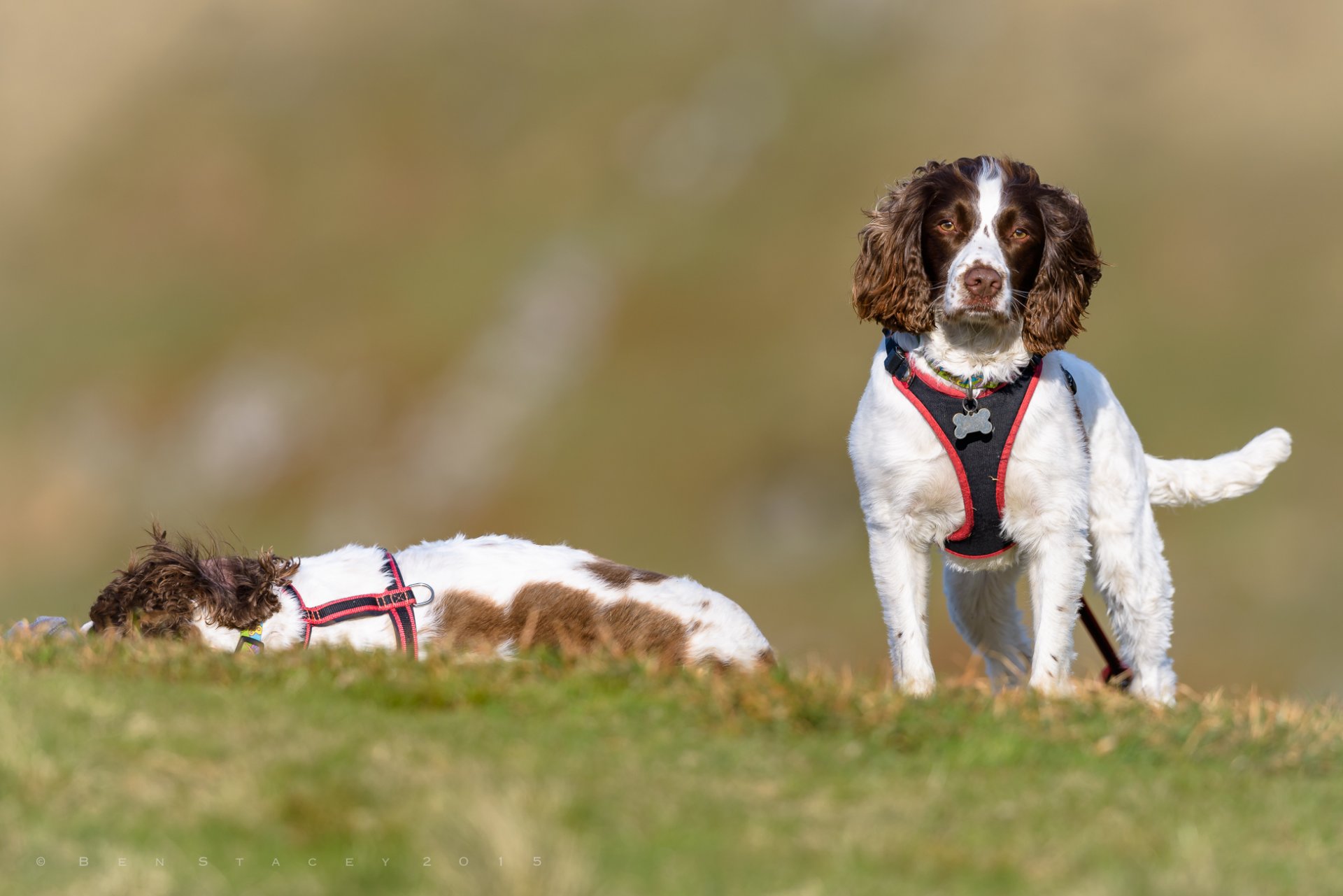 englischer springer spaniel spaniel hunde