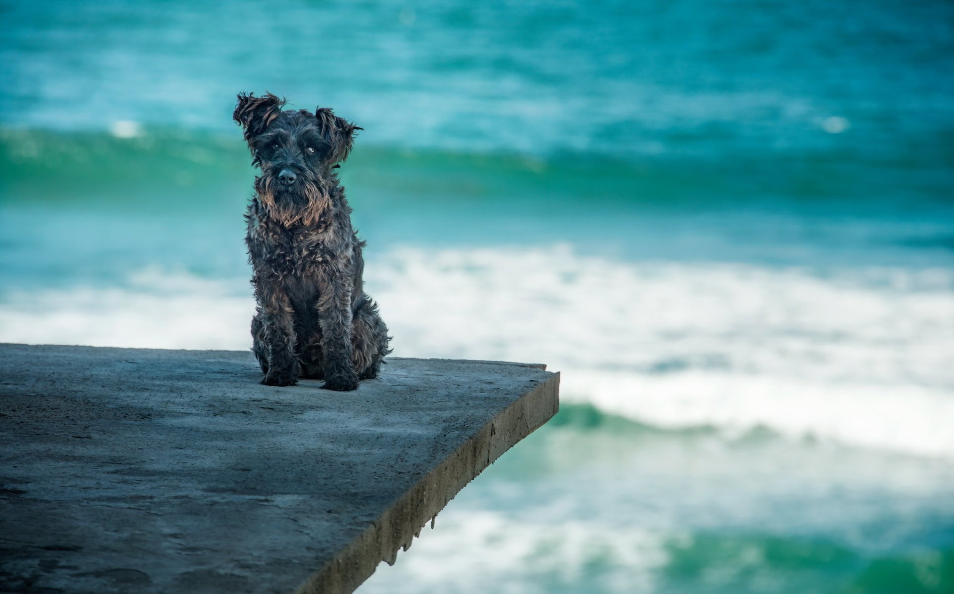 hund blick freund