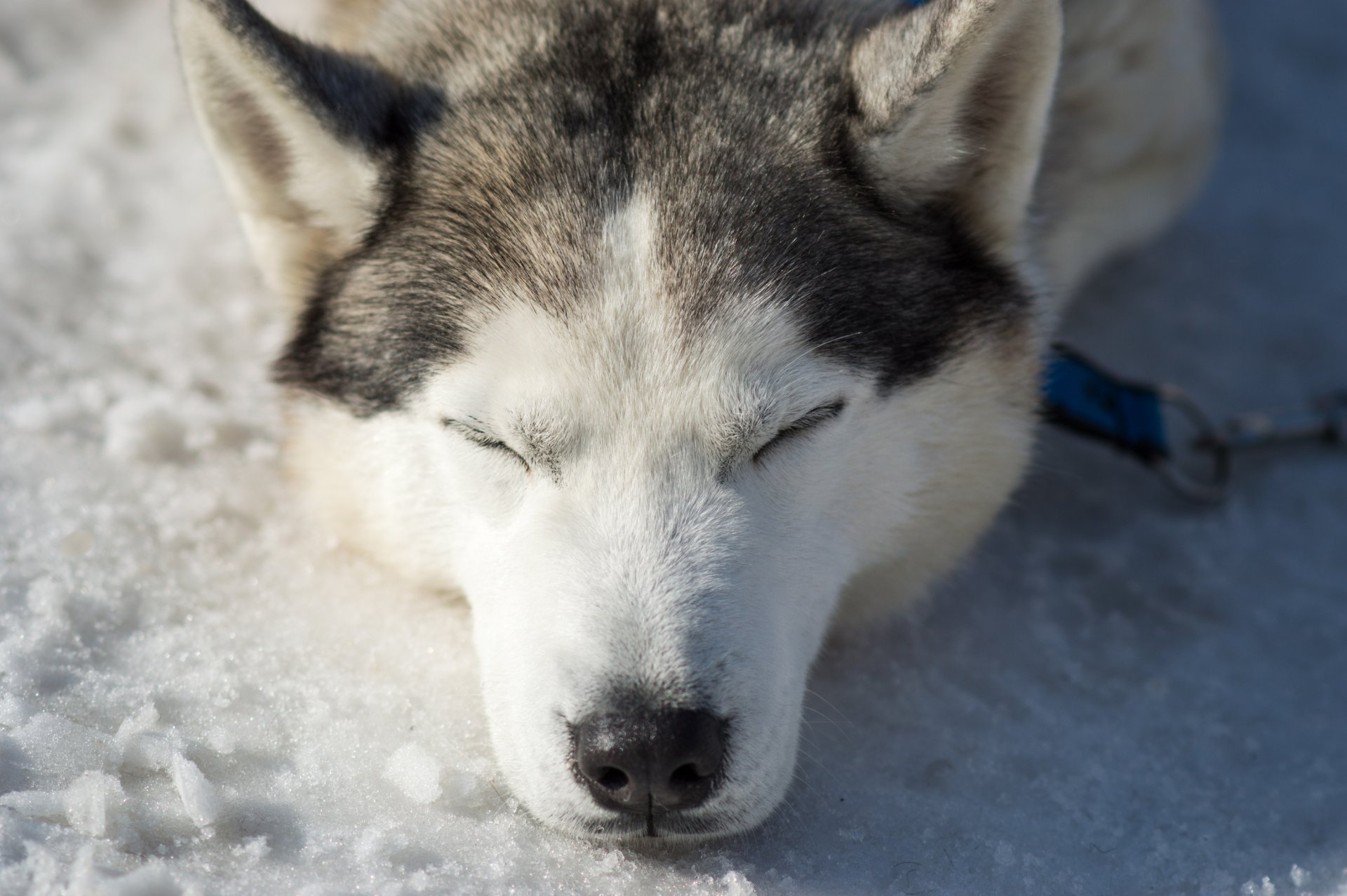 huskies hunde frühling