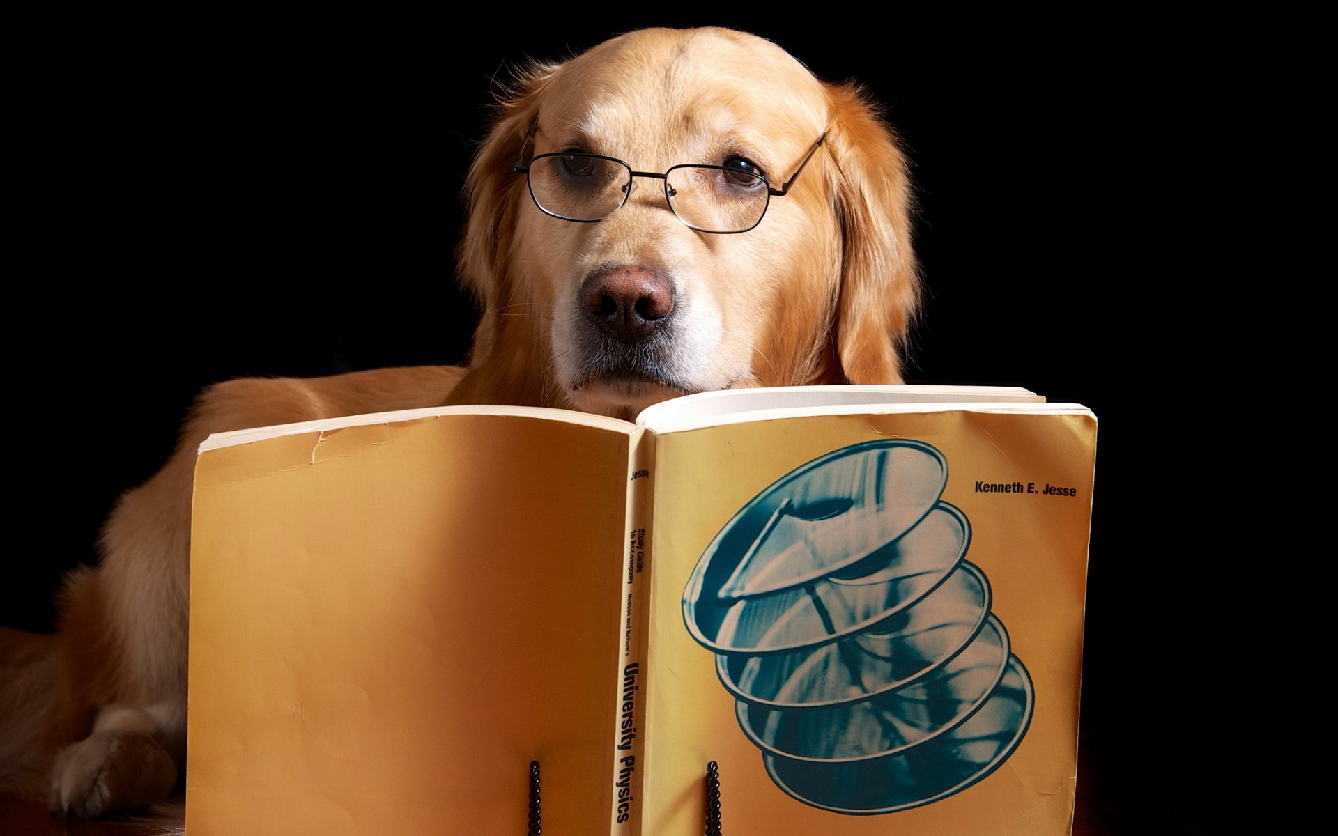 hund freund buch